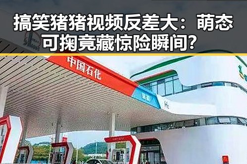 搞笑猪猪视频反差大：萌态可掬竟藏惊险瞬间？
