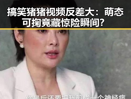 搞笑猪猪视频反差大：萌态可掬竟藏惊险瞬间？